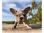French Bulldog PUPPY FOR SALE ADN-781713 - Alexa