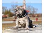 French Bulldog PUPPY FOR SALE ADN-781714 - Frenki