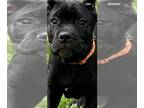 Cane Corso PUPPY FOR SALE ADN-781718 - Gorgeous Black Male Cane Corso Puppy
