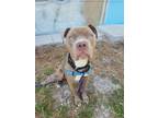 Adopt TREY a Pit Bull Terrier