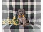 YorkiePoo PUPPY FOR SALE ADN-781730 - Hypoallergenic Yorkiepoo Puppy