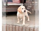 Labrador Retriever PUPPY FOR SALE ADN-781734 - AKC Labrador Retriever