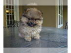 Pomeranian PUPPY FOR SALE ADN-781739 - Beautiful thick coated Male Pomeranian