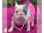 French Bulldog PUPPY FOR SALE ADN-781740 - Blue pied ASHES