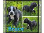 Olde English Bulldogge PUPPY FOR SALE ADN-781741 - Olde English Bulldogge