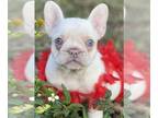 French Bulldog PUPPY FOR SALE ADN-781744 - Lilac platinum KANDICE