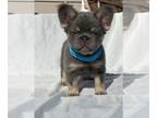 French Bulldog PUPPY FOR SALE ADN-781756 - Frenchie Female fluffys