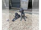 Irish Wolfhound PUPPY FOR SALE ADN-781758 - Irish wolfhound puppies
