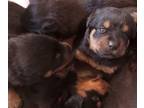 Rottweiler PUPPY FOR SALE ADN-781759 - Jadas Pups