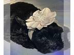 Yorkshire Terrier PUPPY FOR SALE ADN-781760 - Tiny black Yorkshire VALENTINA