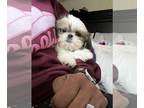 Shih Tzu PUPPY FOR SALE ADN-781762 - Sweet Shih Tzu boy