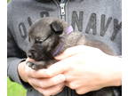 Norwegian Elkhound PUPPY FOR SALE ADN-781763 - Accustomed to Children and Not