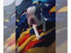 Boston Terrier PUPPY FOR SALE ADN-781774 - Boston terrier puppie