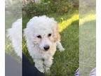 Cock-A-Poo PUPPY FOR SALE ADN-781777 - Cockapoo male