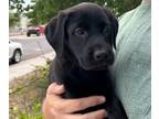 Labrador Retriever PUPPY FOR SALE ADN-781778 - Labrador Retrievers AKC UKC