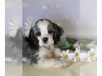 Cocker Spaniel PUPPY FOR SALE ADN-781780 - Beautiful Cocker Spainel puppies