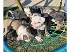 Olde English Bulldogge PUPPY FOR SALE ADN-781784 - Prices adjusted