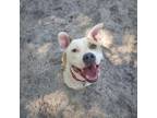 Adopt Chance 25504 a Mixed Breed
