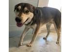 Adopt Toby a Husky, Mixed Breed