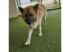 Adopt MOMO a Great Pyrenees, Mixed Breed