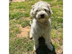 Adopt Dash 20503 a Poodle, Mixed Breed