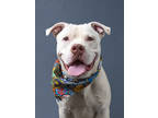 Adopt Heckle a American Staffordshire Terrier, Mixed Breed