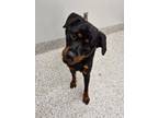 Adopt Zero- ADOPTED a Rottweiler, Mixed Breed