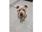 Adopt Freckle a Staffordshire Bull Terrier, Mixed Breed