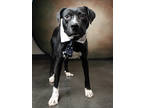 Adopt Jimmy Kibble a Mixed Breed