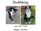 Adopt Huckleberry a Border Collie, Mixed Breed