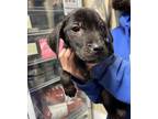 Adopt 24-04-1238e a Labrador Retriever