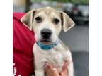 Adopt Yuengling a Labrador Retriever, Beagle