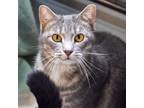 Adopt Crawley--Bonded Buddy With Lucipurr a Domestic Short Hair