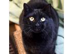 Adopt Lucipurr -- Bonded Buddy With Crawley a Domestic Short Hair