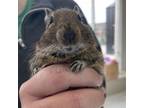 Adopt Past (bonded to Present and Future) a Degu