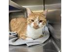 Adopt Sharky a Domestic Short Hair