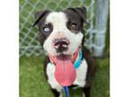 Adopt Parker a Mixed Breed