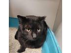 Adopt Wriggly a Domestic Short Hair