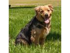 Adopt Fozzy **Off-Site Foster Home** a Mixed Breed