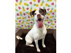 Adopt Tom Collins a Hound, Pit Bull Terrier