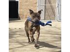 Adopt Knox a Mixed Breed