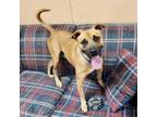 Adopt Beethoven a Mixed Breed