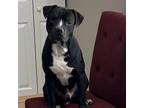 Adopt Trouble a Pit Bull Terrier, Mixed Breed