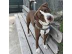 Adopt Kash a Pit Bull Terrier, Mixed Breed