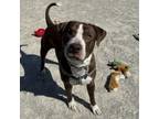 Adopt Kash a Pit Bull Terrier, Mixed Breed