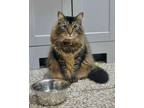 Adopt Theo (Bonded to Gus) (at Smitten Kitten) a Domestic Medium Hair