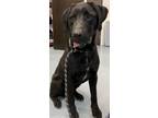 Adopt Max a Black Labrador Retriever