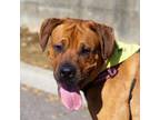 Adopt Marcel a Boxer, Rottweiler