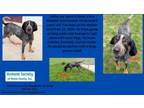 Adopt Ryler a Bluetick Coonhound