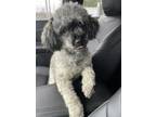 Adopt Bailey a Poodle, Mixed Breed